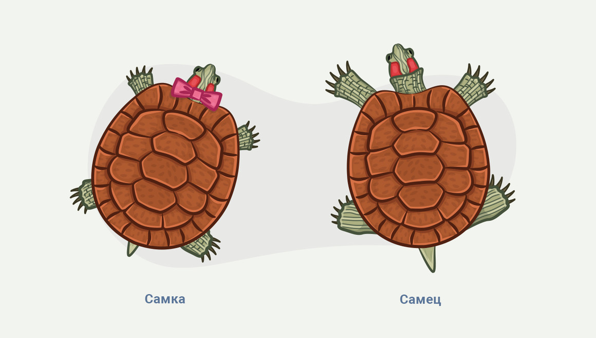 как узнать пол красноухих черепах