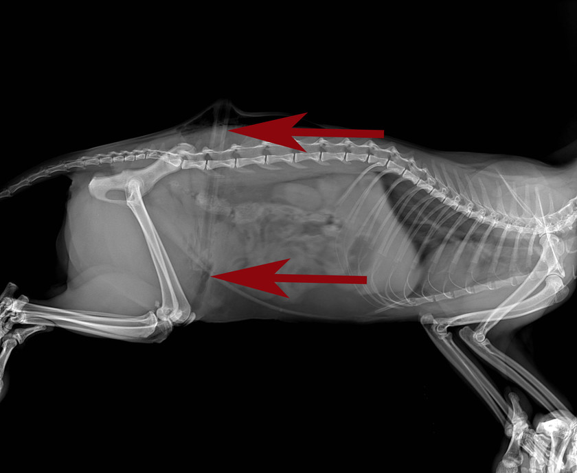 Рентген кошки, которую проколола ветка