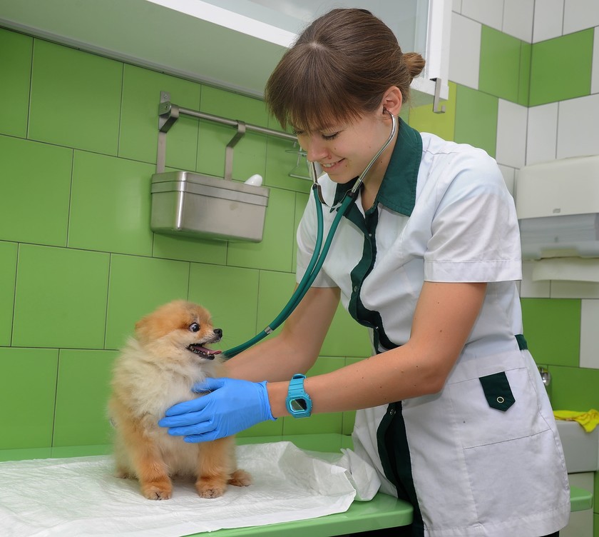 собака на вторичном приеме у ветеринарного врача УЗИ