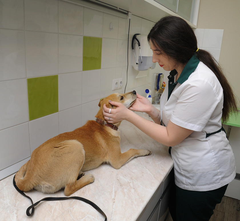 собака на первичном приеме у ветеринарного врача терапевта