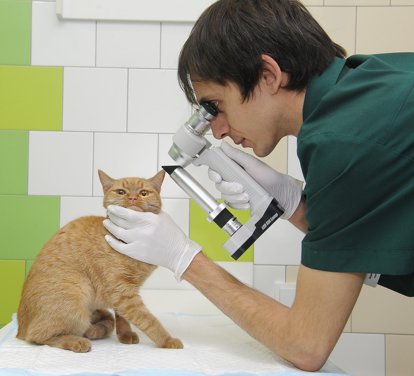 кошка на первичном приеме у ветврача дерматолога