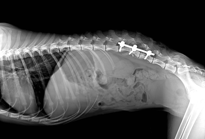 рентген собаки
