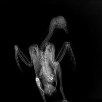 рентген голубя или вороны