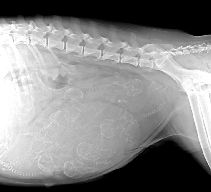 рентген беременной собаки