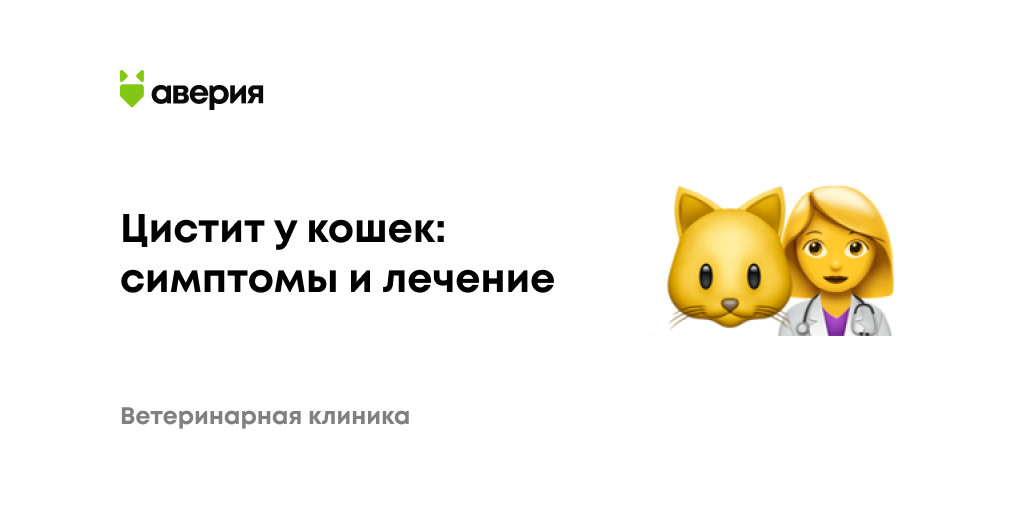 У кота цистит лечение