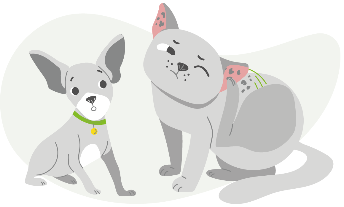 Отодектоз: симптомы и лечение, капли для кошек при отодектозе