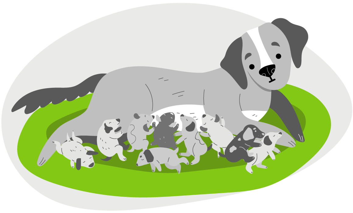Выпадение матки у собак из-за беременности и родов
