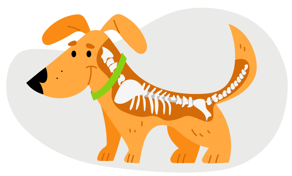 Собака-спинальник: уход за животными с проблемами позвоночника