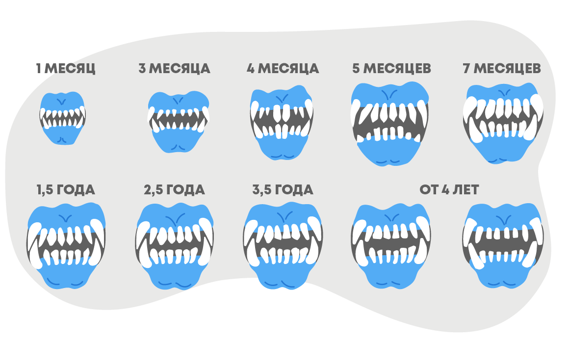какие зубы у собак меняются