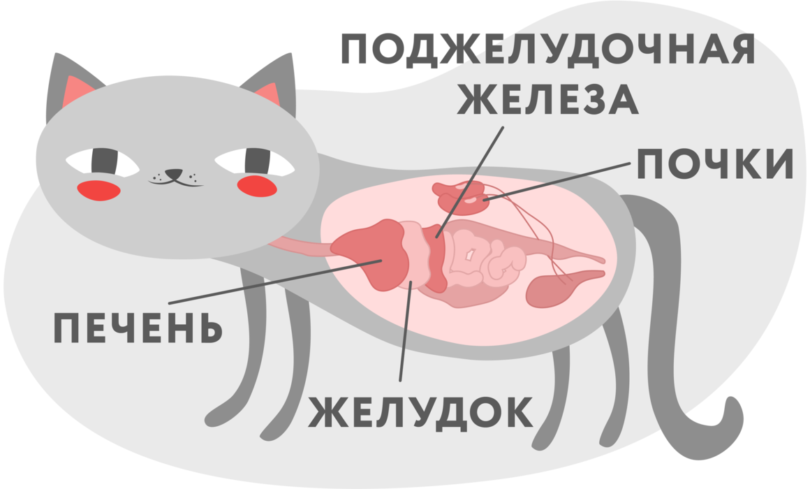 У кошки запах изо рта — причины в заболевании внутренних органов