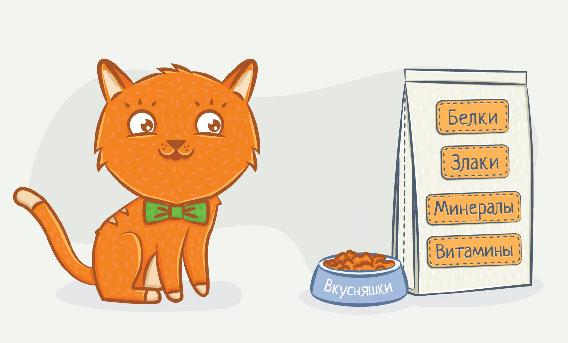 Котенок в доме: руководство для тех, кто решил завести кошку или кота