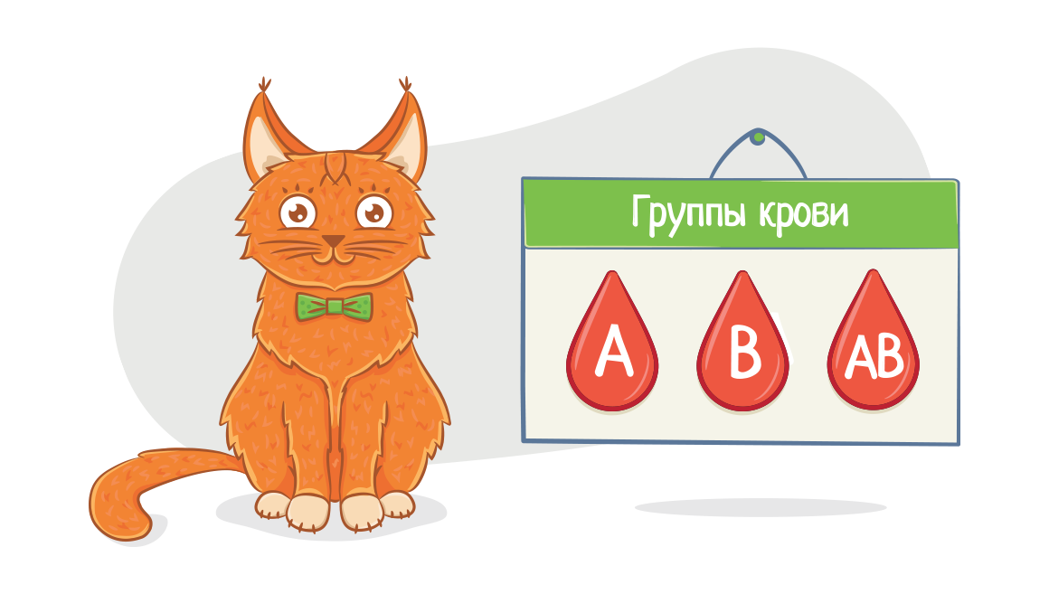 Группы крови у кошек и собак