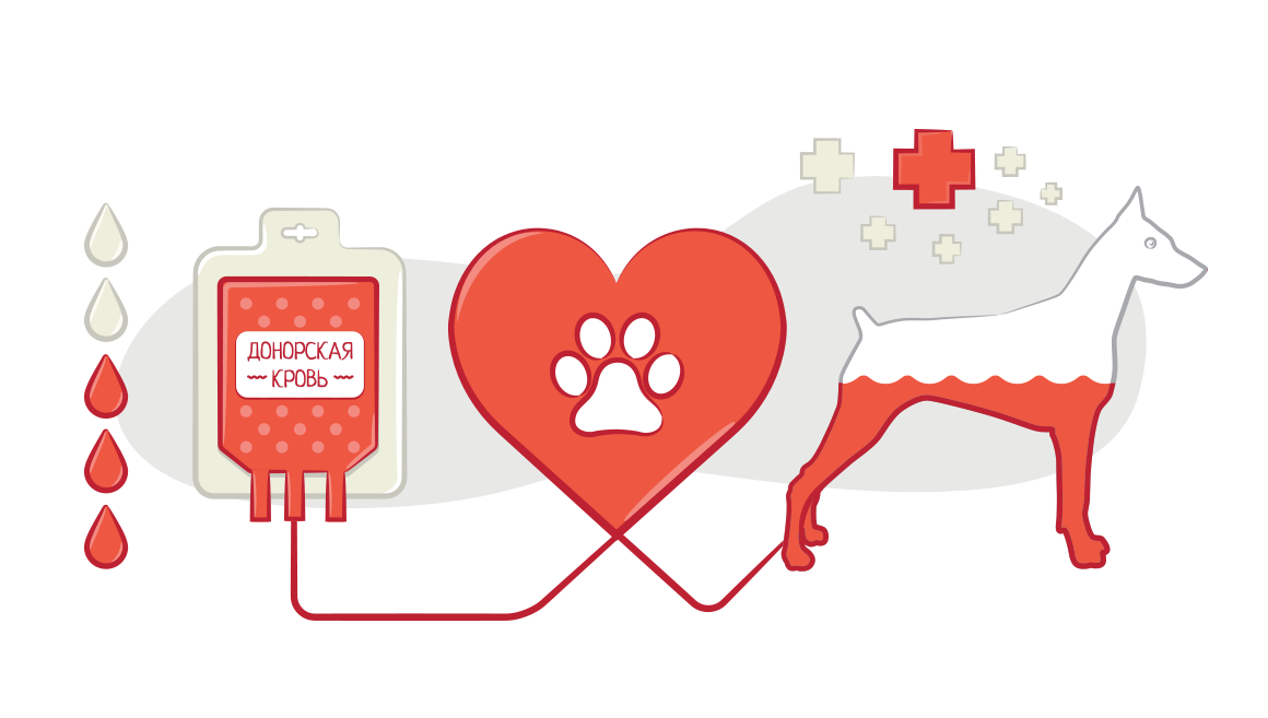 Переливание крови у кошек и собак. Кошки и собаки доноры.